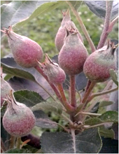 Fruit Development-I